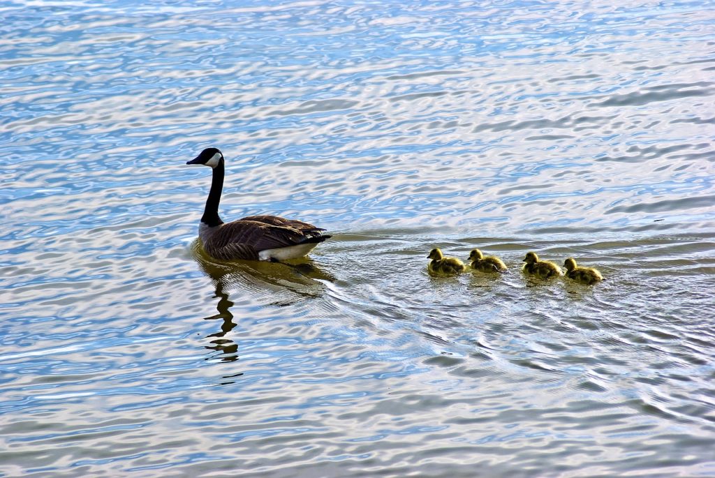 lake dardanelle geese, goose, chicks